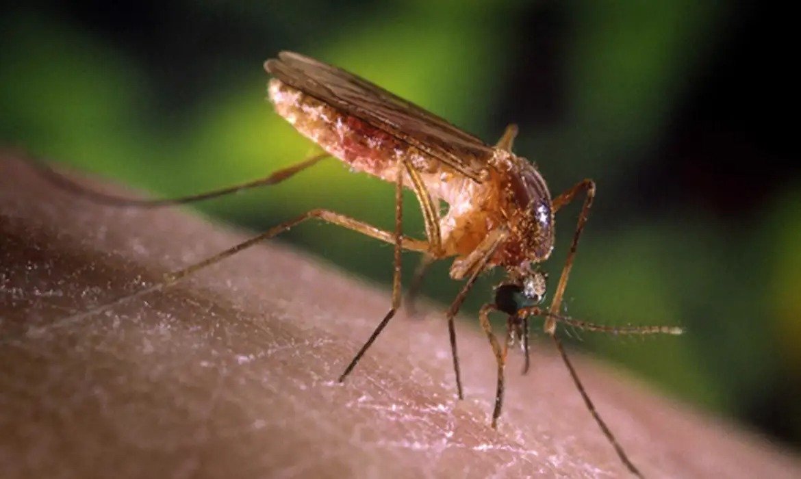 SP reforça cuidados contra mosquitos após casos de febre do Nilo