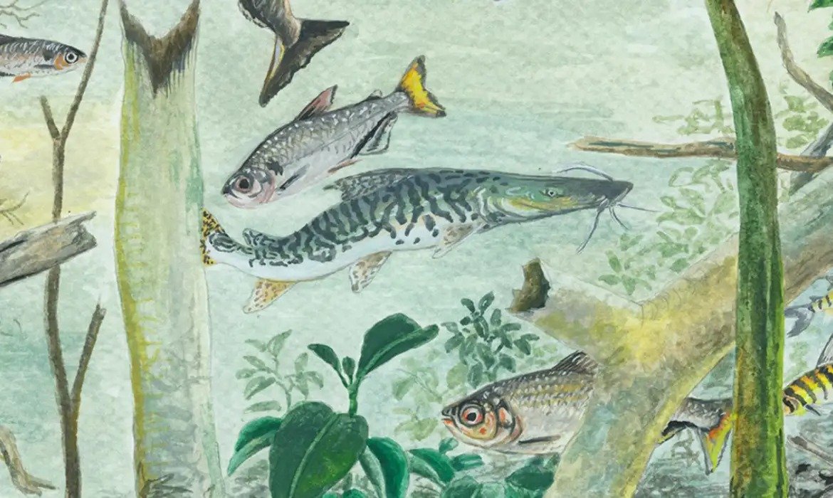 Bacia Amazônica tem recorde de diversidade de peixes
